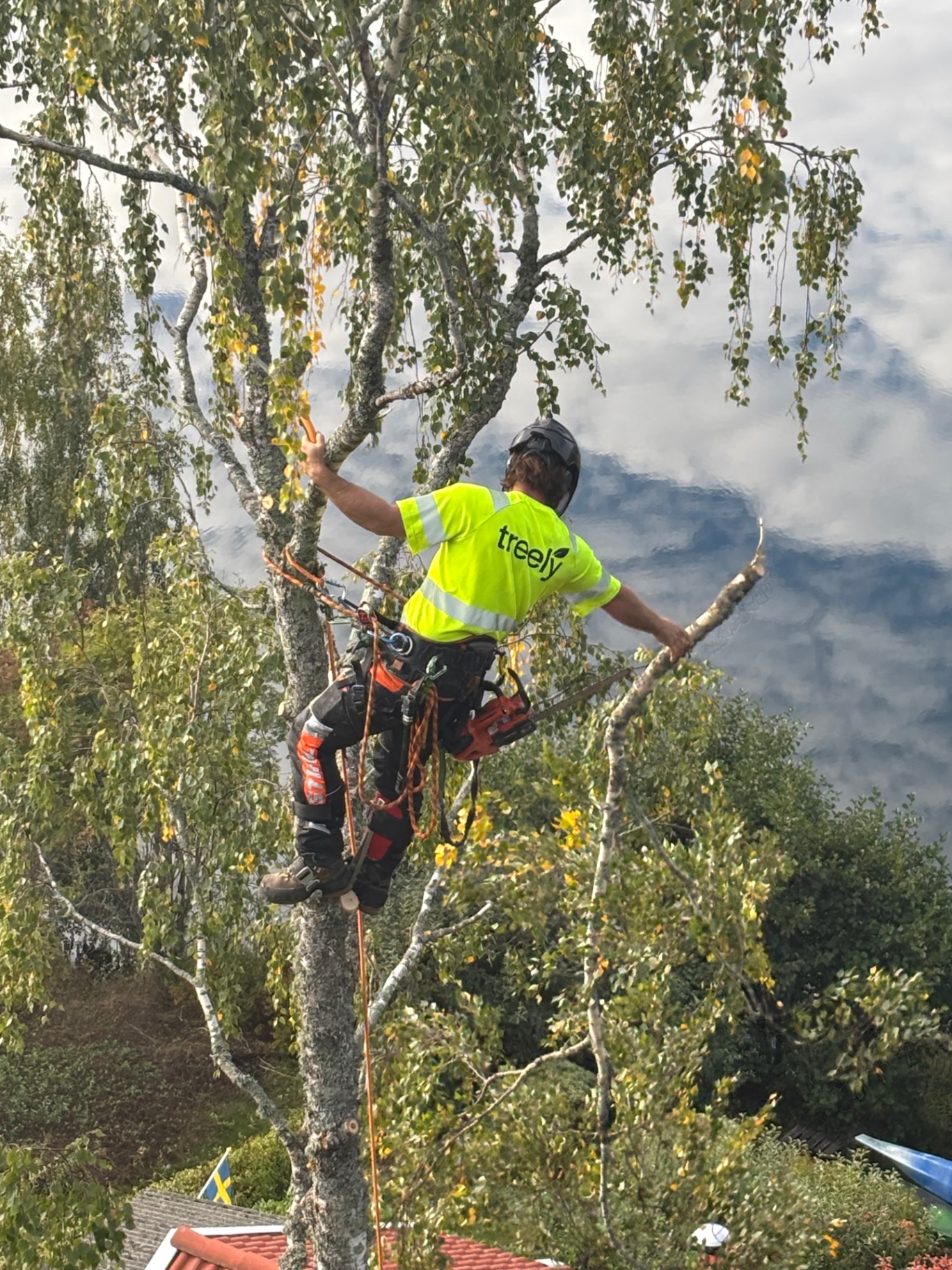 Trädfällning i Västerås