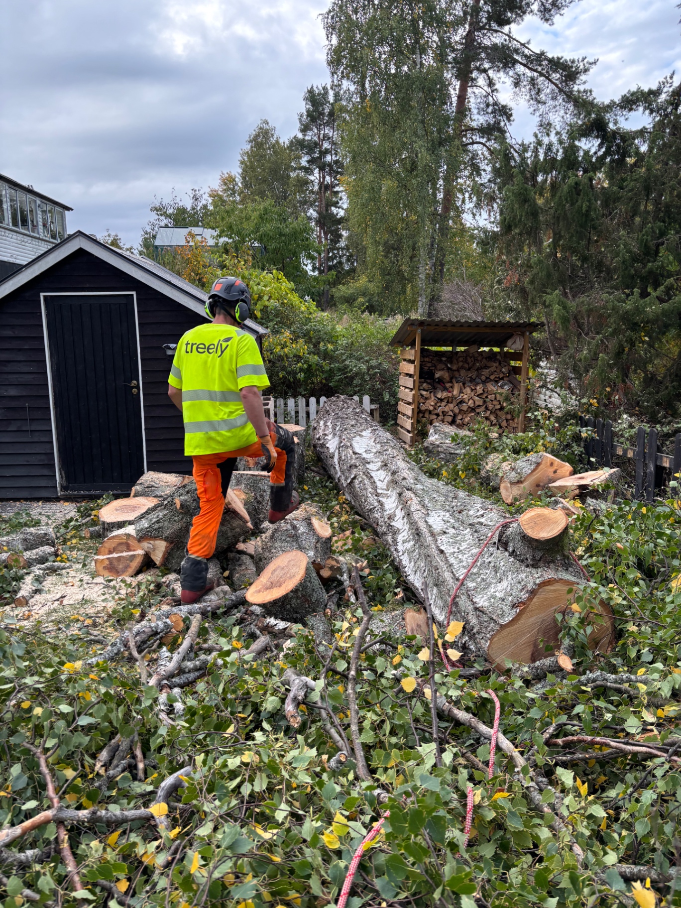 Genomförd trädfällning med fälld trädstam på villatomt i Västerås